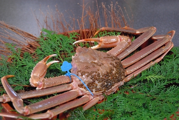 ◆【日帰り昼食】活け松葉蟹１匹使用　カニフルコース（食事会場）