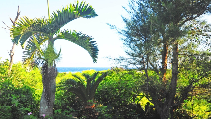 【ガーデン】緑の奥に見える果てしない海！一番近いビーチまでは徒歩3分程です！