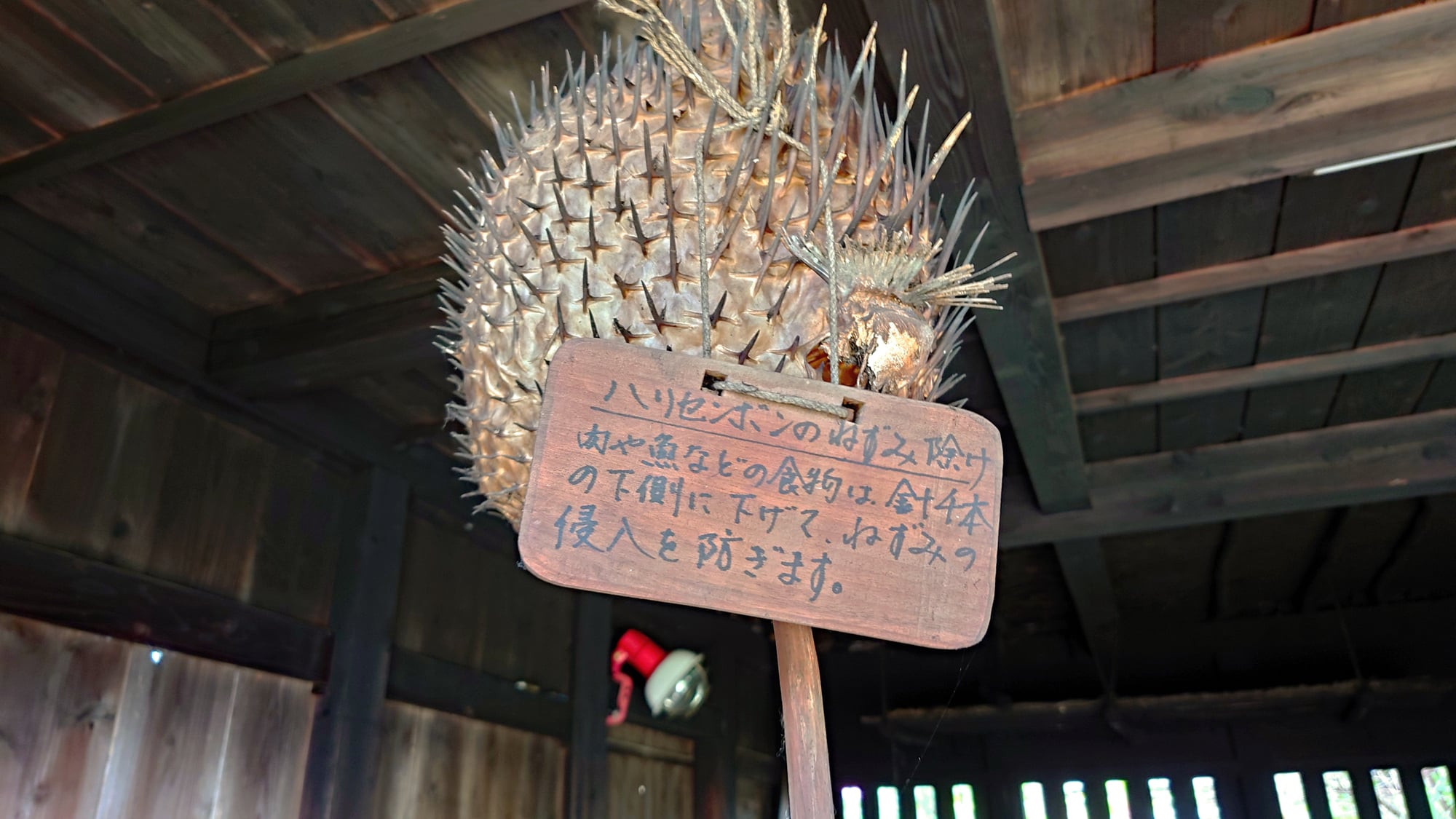 【与論民俗村】ハリセンボンのネズミ返しです