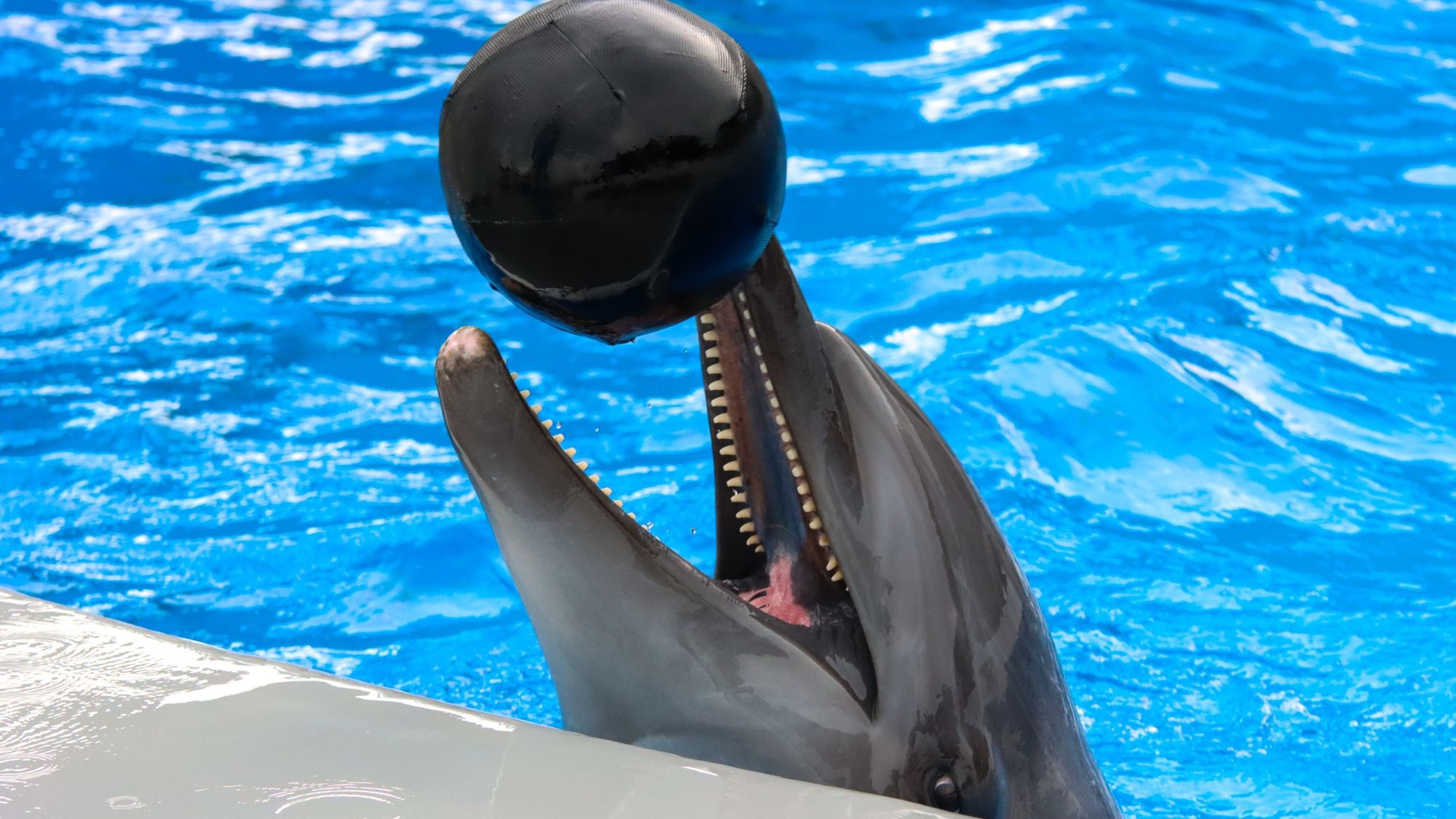 九十九島水族館海きらら　当館からお車で約10分