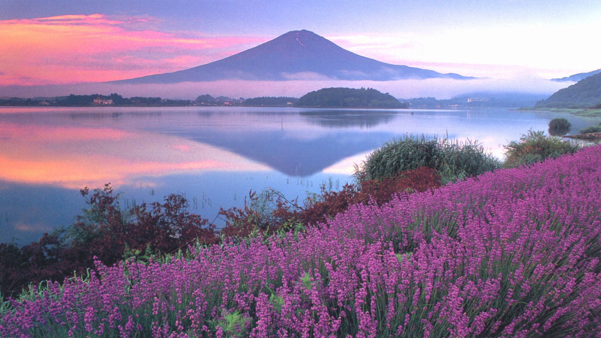 ■朝焼けの富士山とラベンダー＜夏＞（写真提供：富士河口湖　観光課）