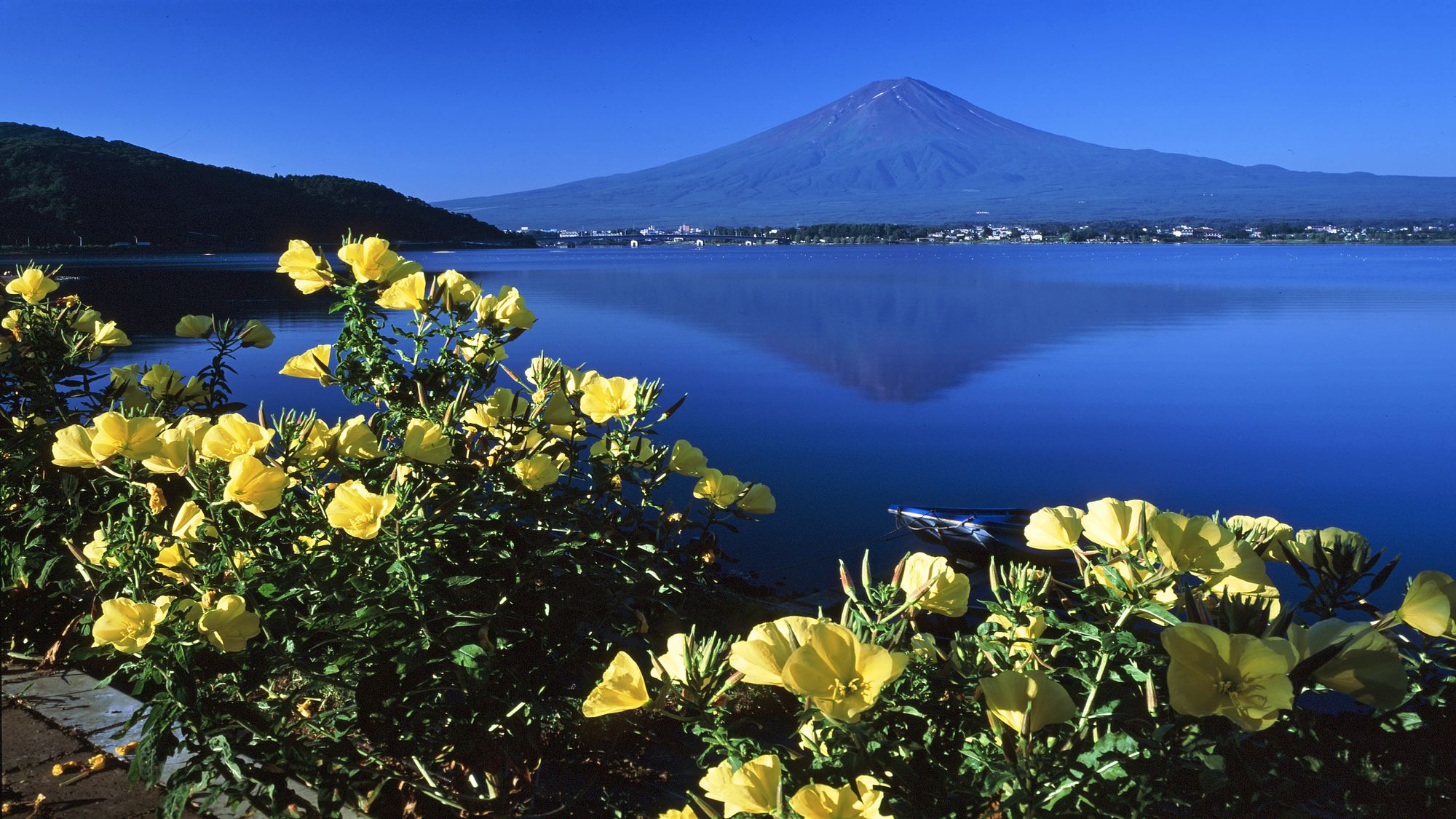 ■富士山と月見草＜秋＞（写真提供：富士河口湖　観光課）