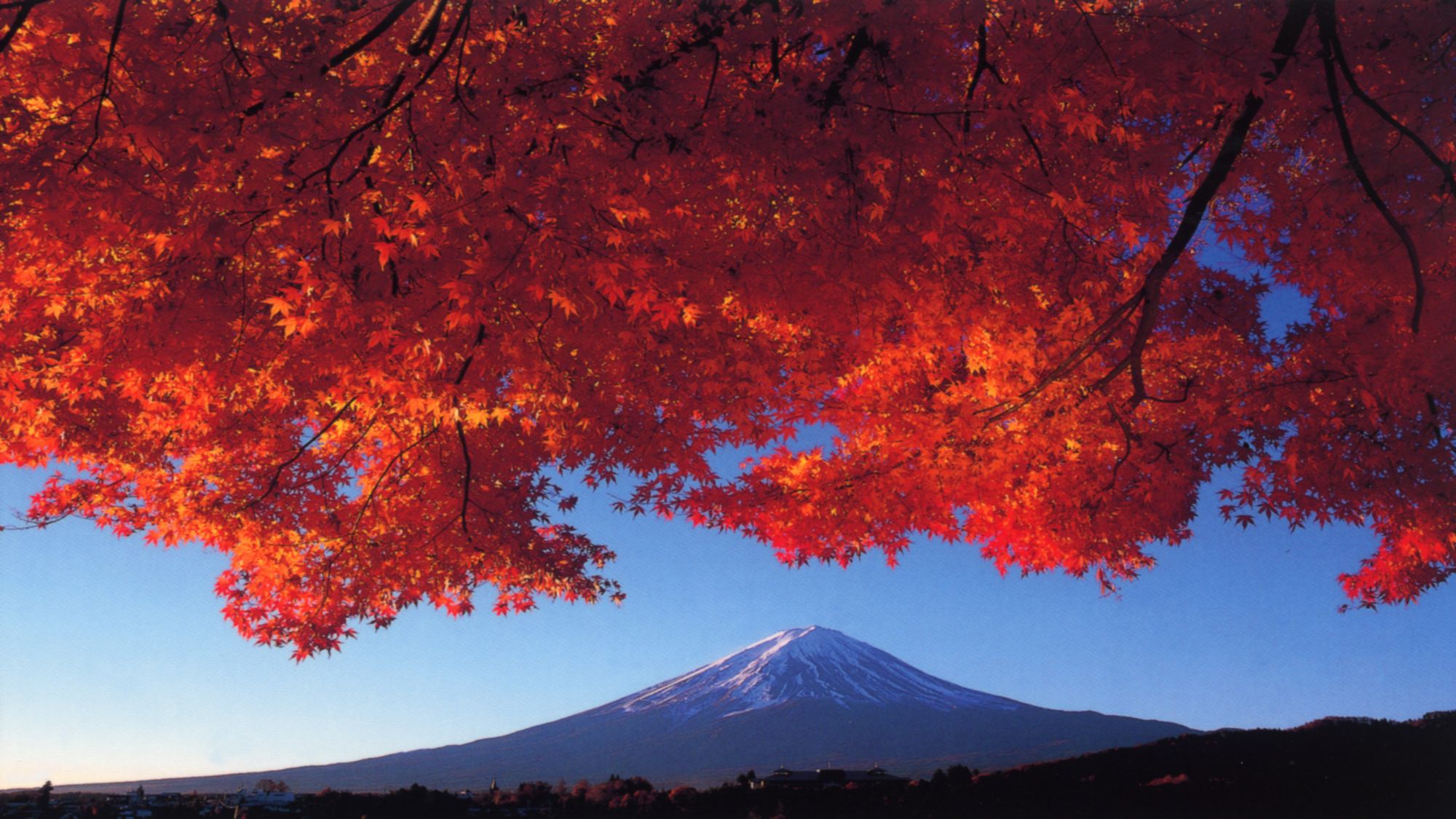 ■富士山と紅葉（河口湖畔もみじトンネル）＜秋＞（写真提供：富士河口湖　観光課）