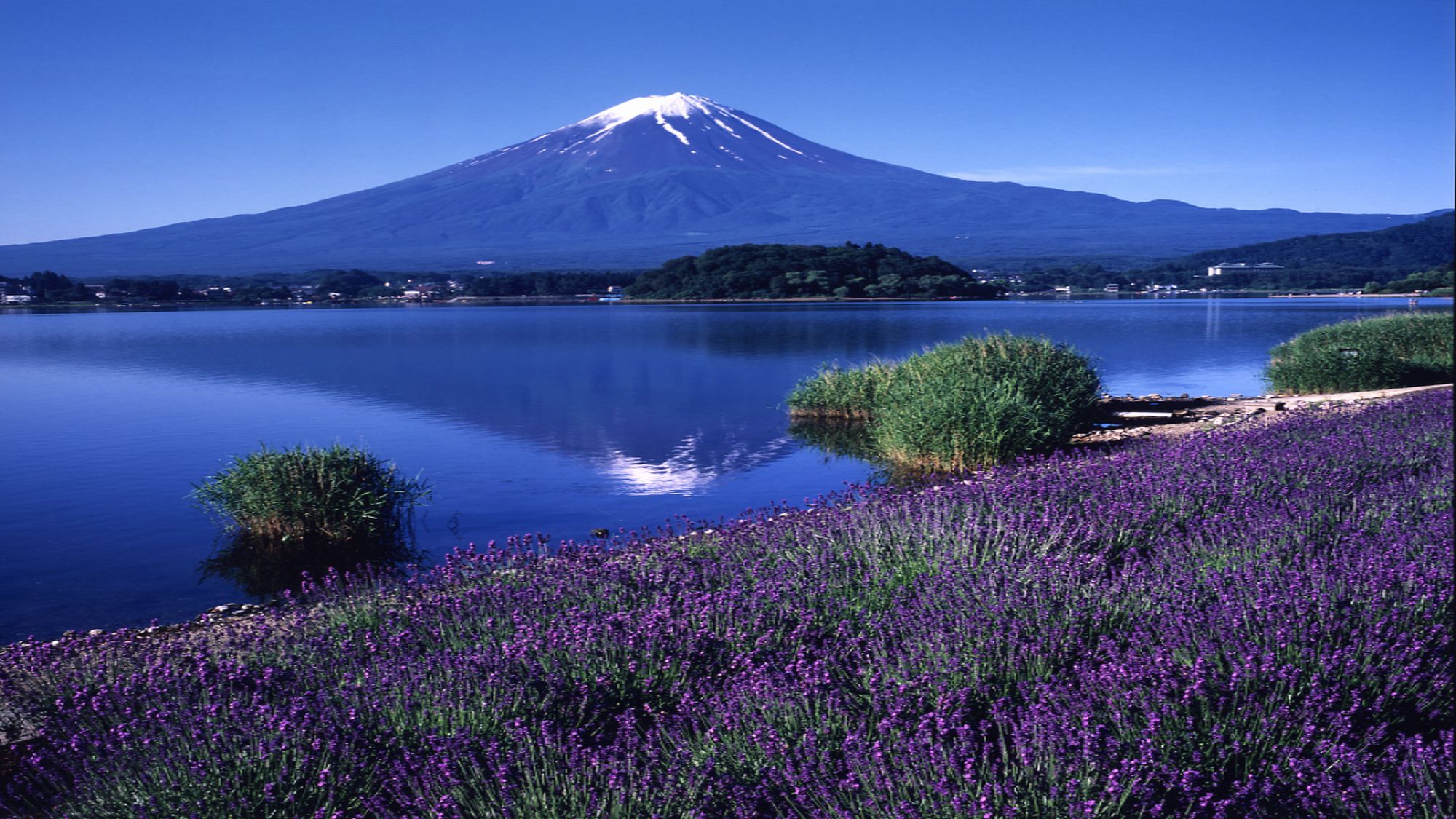 ■富士山と河口湖とラベンダー＜夏＞（写真提供：富士河口湖　観光課）