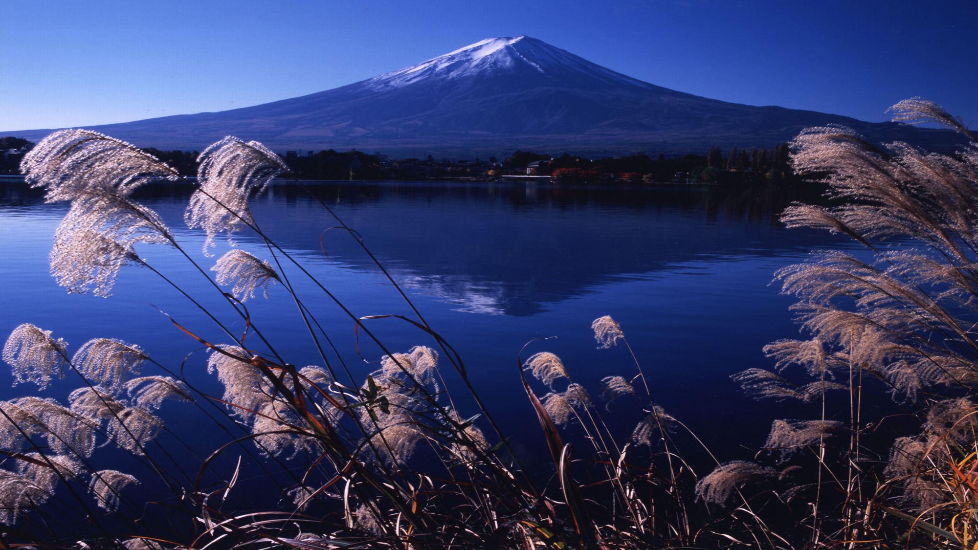 ■富士山と河口湖とすすき＜秋＞（写真提供：富士河口湖　観光課）