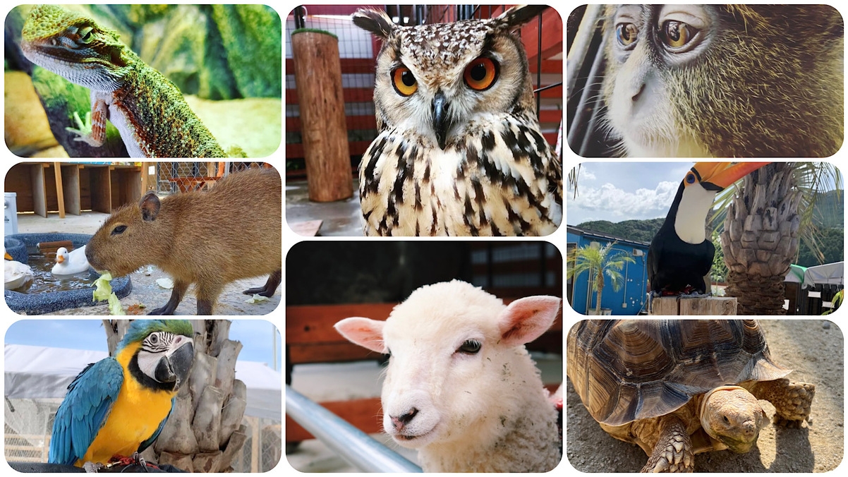 【りんちゃん牧場入園券◇動物ふれあい体験】5大無料特典（朝食・温泉・駐車場・Wi-Fi・添い寝無料）