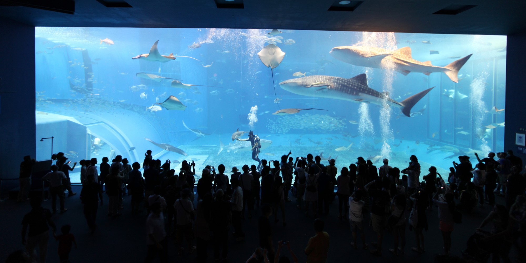 美ら海水族館