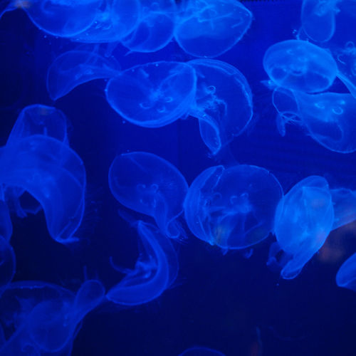 【美ら海水族館・海洋博公園】当館から車で2時間