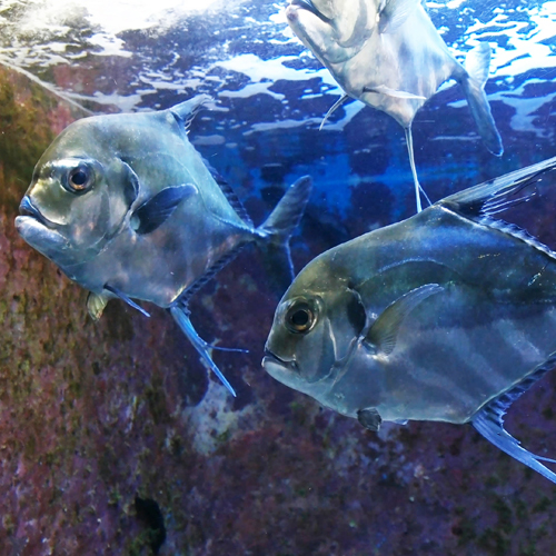 【美ら海水族館・海洋博公園】当館から車で2時間