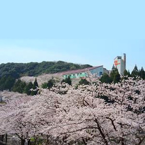 3月下旬頃～4月上旬頃は近場にお花見名所がい～っぱい♪当館も桜に包まれます☆彡