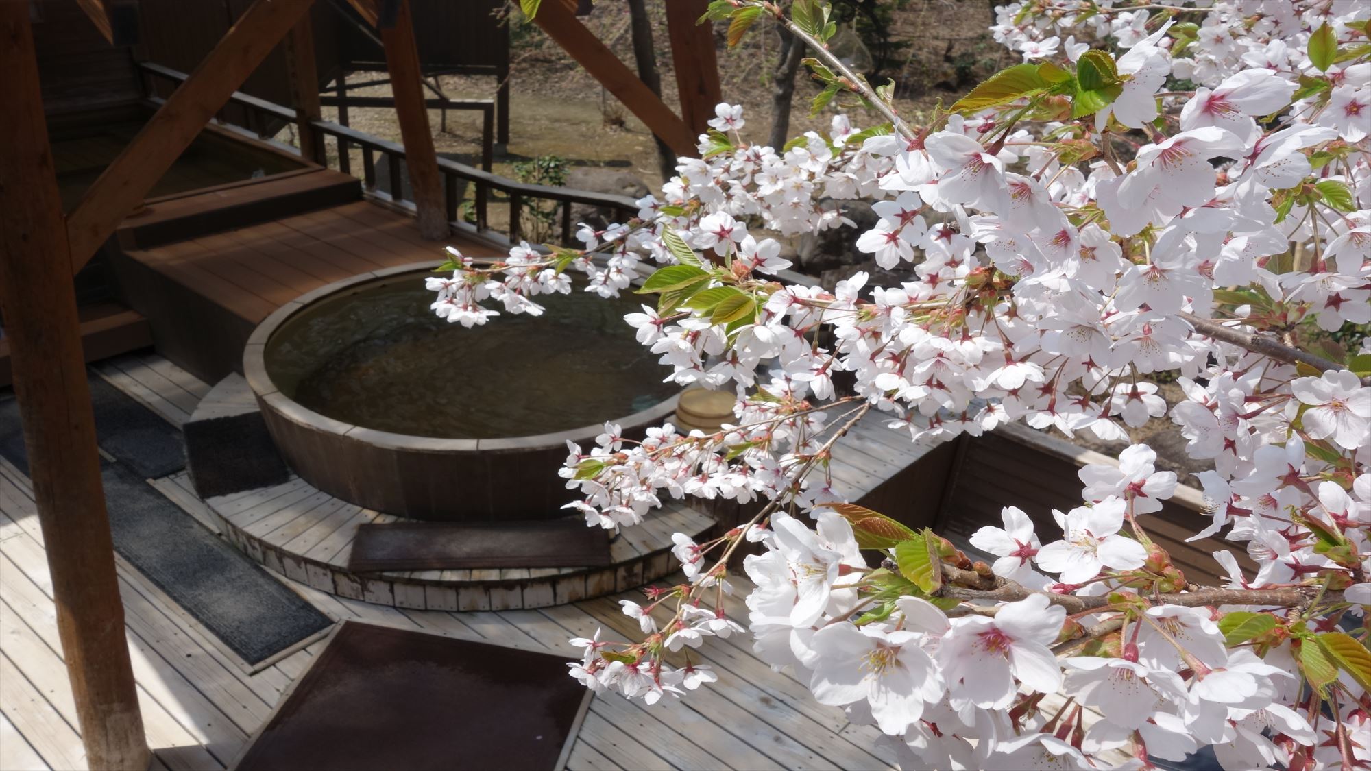 桜と露天風呂