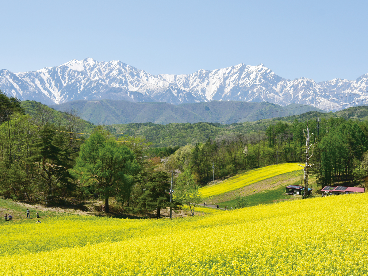 大町市中山高原の菜の花