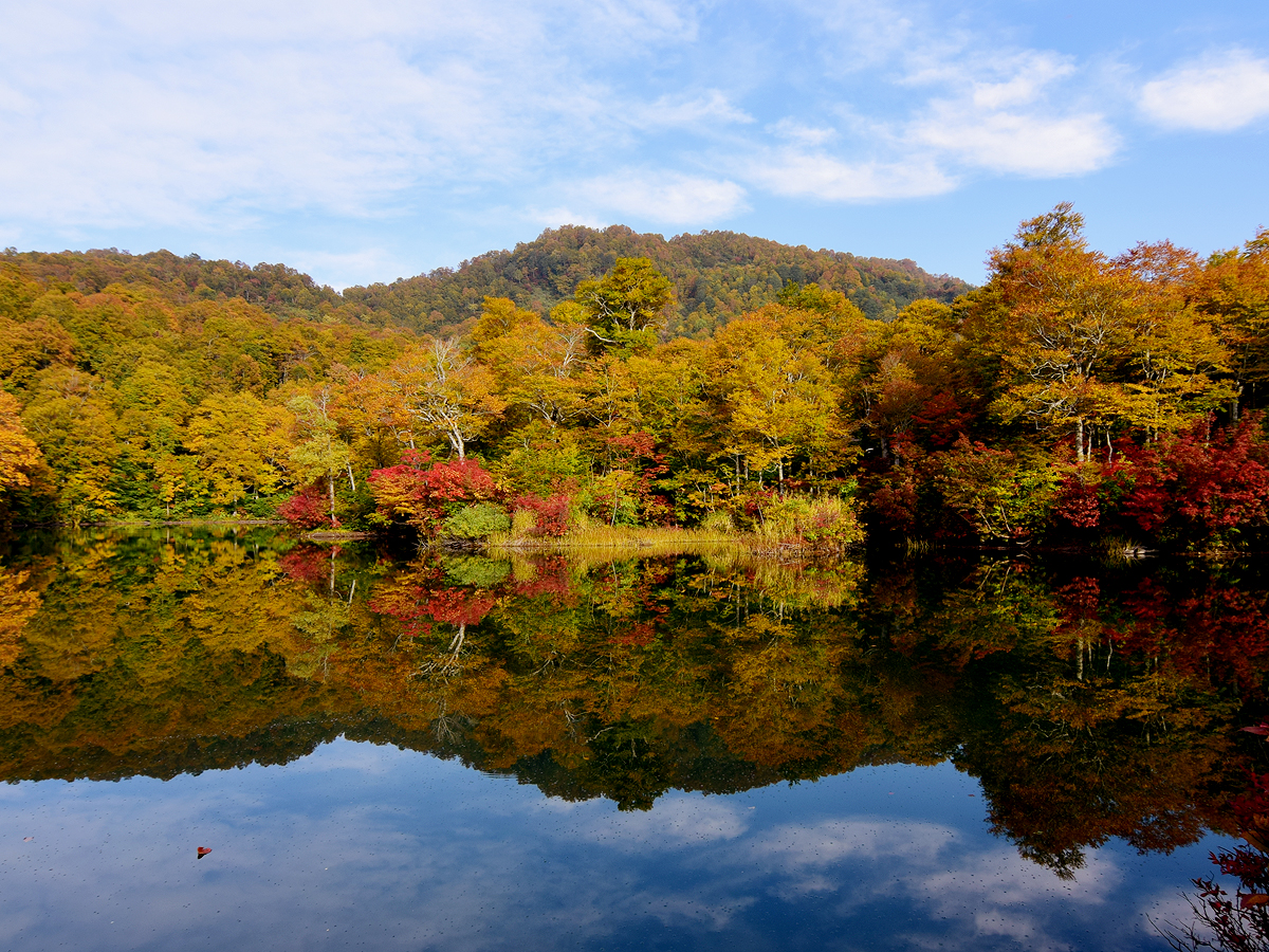 小谷村鎌池の紅葉