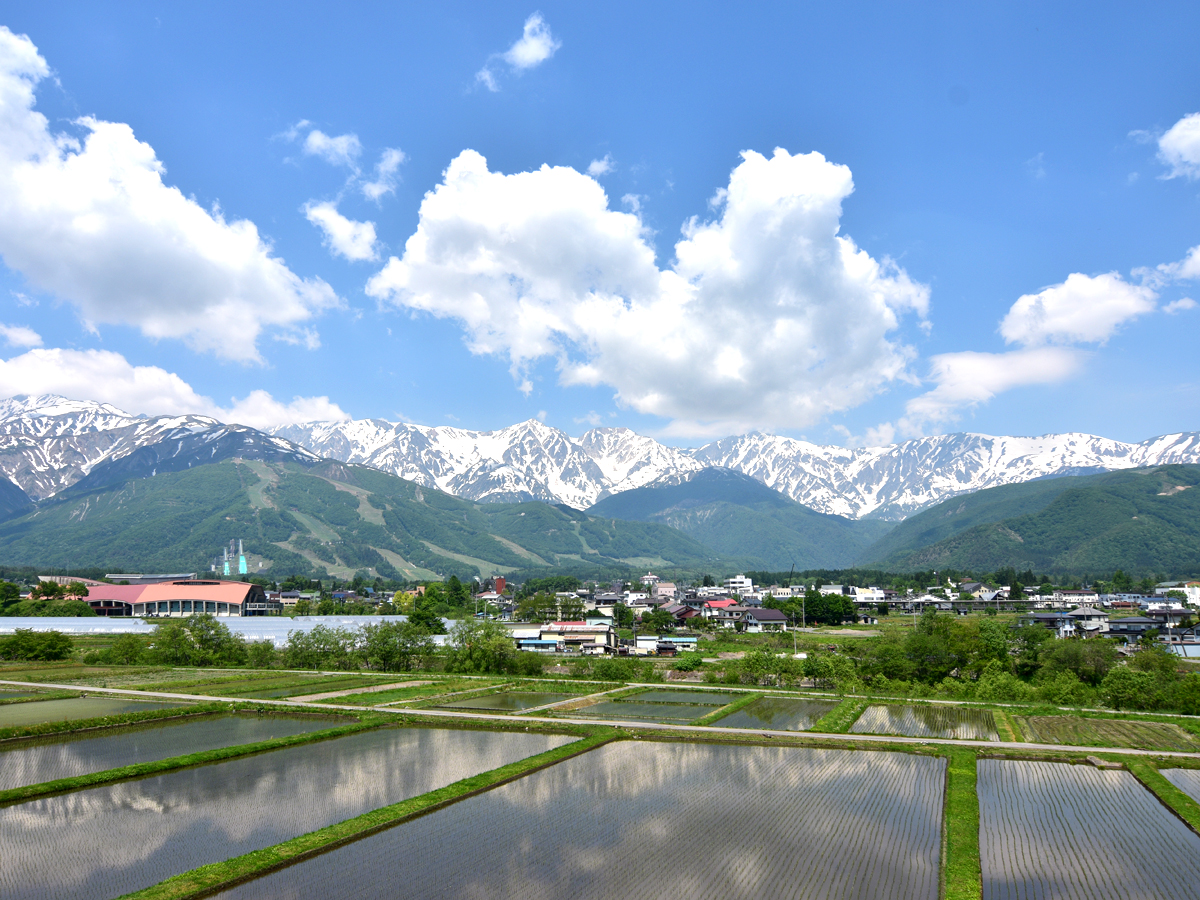 蕨平からみた白馬三山