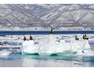 羅臼の海に広がる流氷の上ではたくさんのオオワシが羽を休めます。