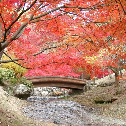 播磨新宮「東山公園」では、紅葉が見ごろを迎えます
