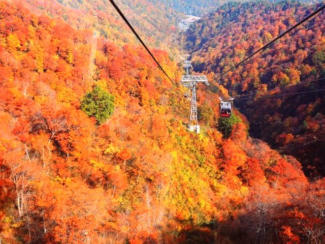 谷川岳ロープウエイ、紅葉の見ごろは10月上旬～中旬♪