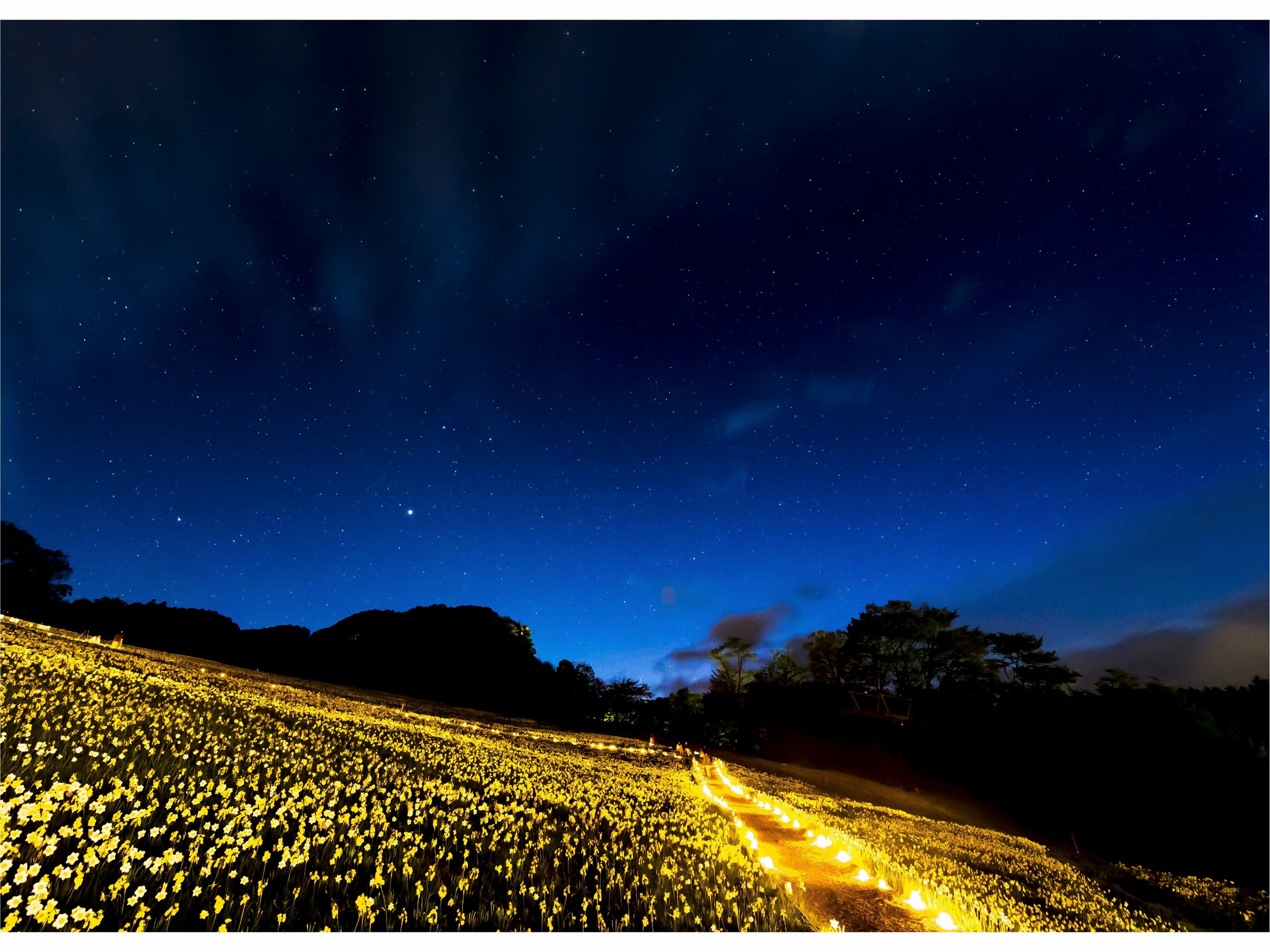 すいせんライトアップ