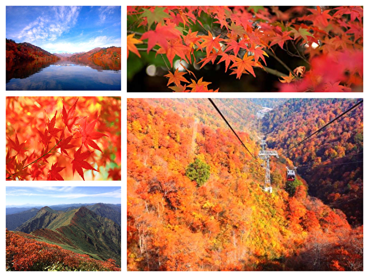 紅葉を見に行こう！