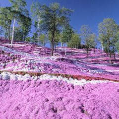 芝桜の丘