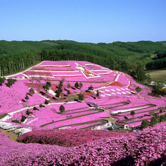 道東春の風物詩「芝桜」