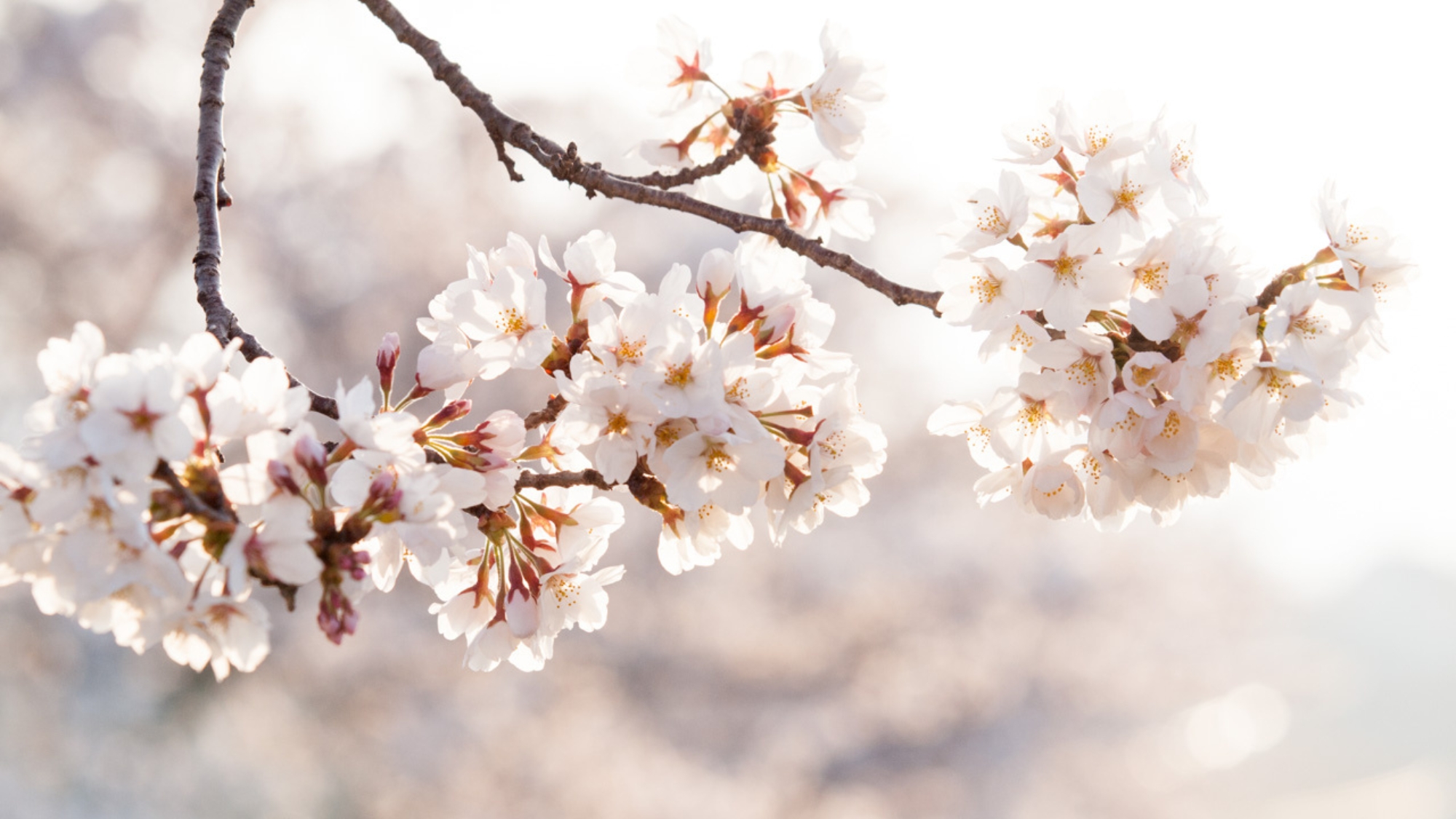 岩美町の桜は、例年3月下旬から４月上旬に見頃を迎えます