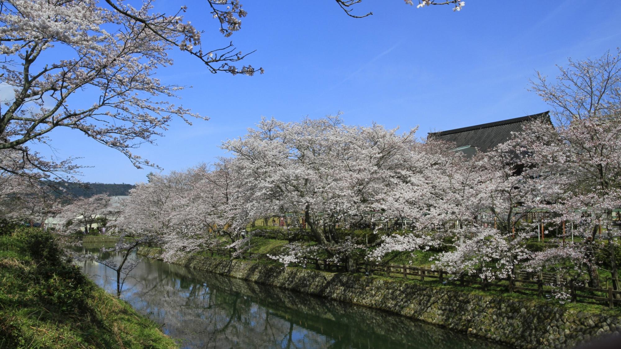 【鹿野城跡】春は鳥取県内有数の桜の名所としても知られる城跡です。