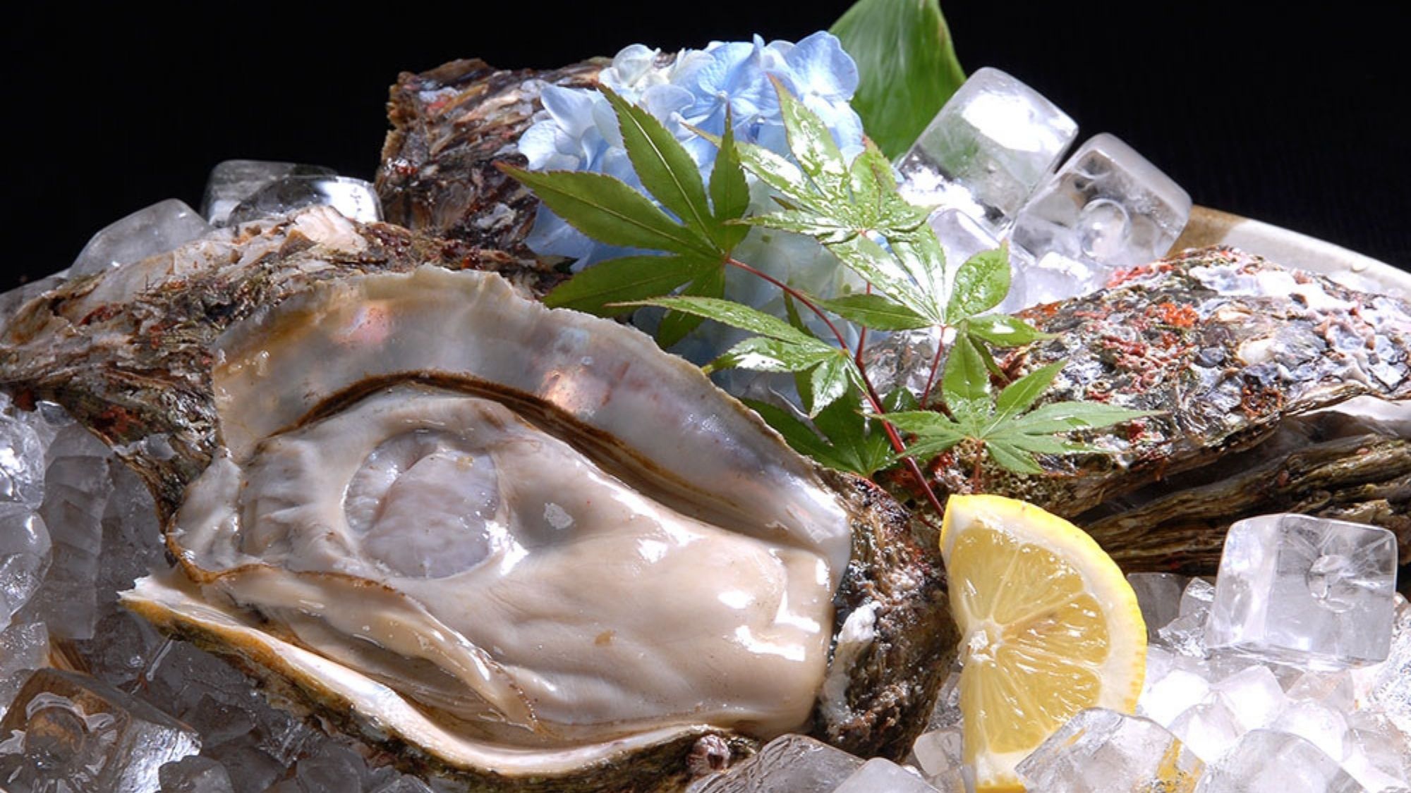 夏の訪れを感じさせる、山陰の味をいえば「岩牡蠣」