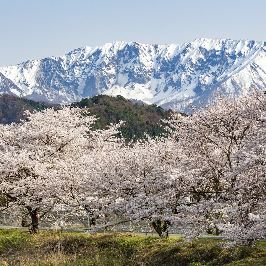 雪解けの大山と桜。日本の風景。