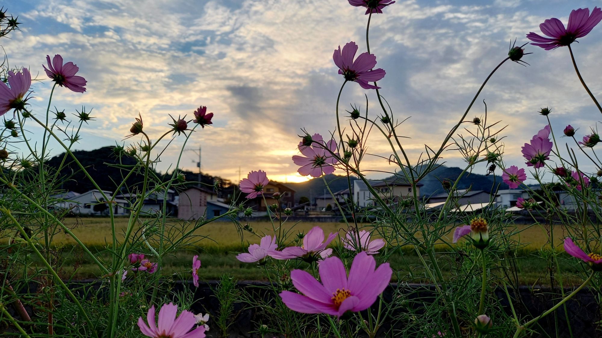 当宿よりお車で8分。コスモスロード。