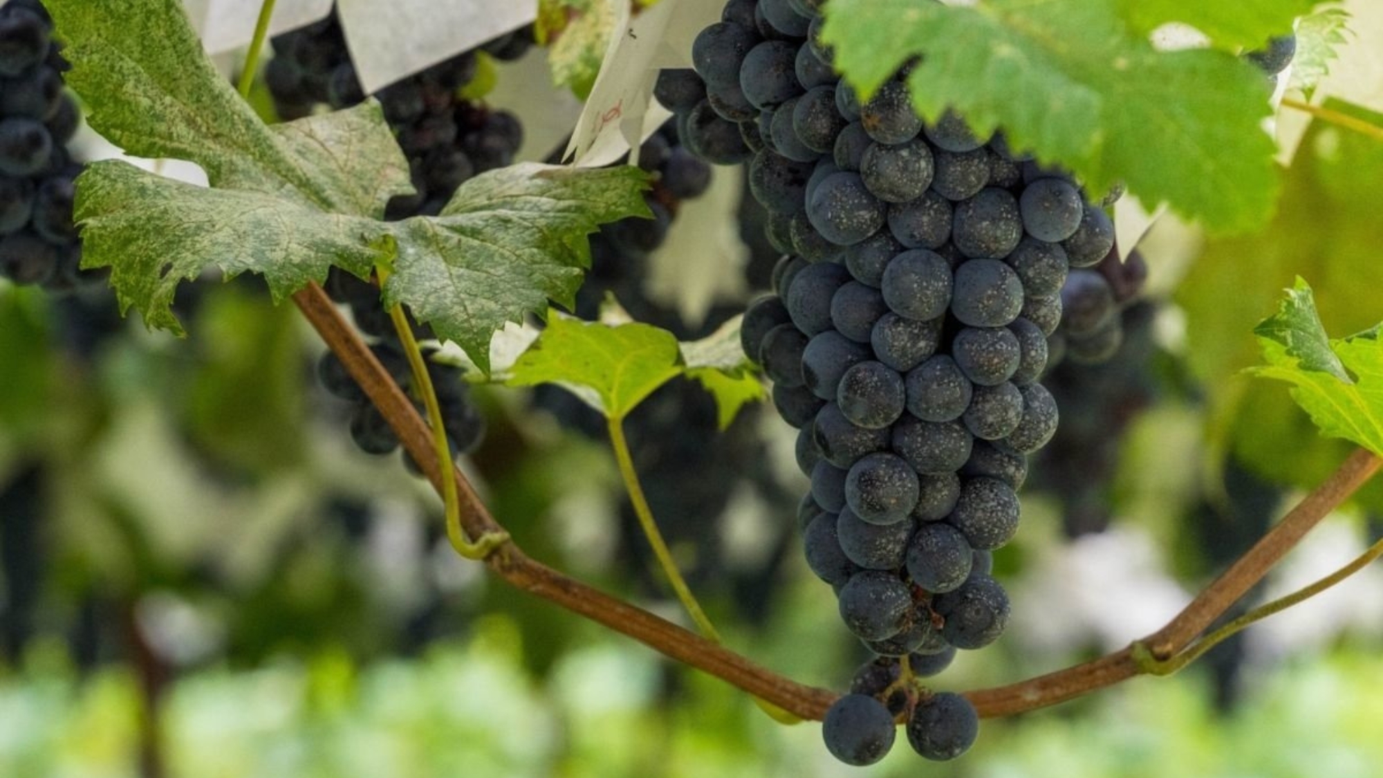 たわわに実った葡萄は9月に収穫の季節を迎えます。秋の味覚をお楽しみください。