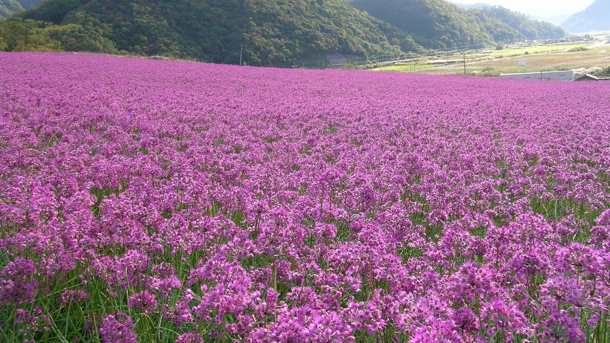 鳥取砂丘の10月中旬から11月中旬、一面に咲くらっきょうの花は、「砂丘のラベンダー」です。