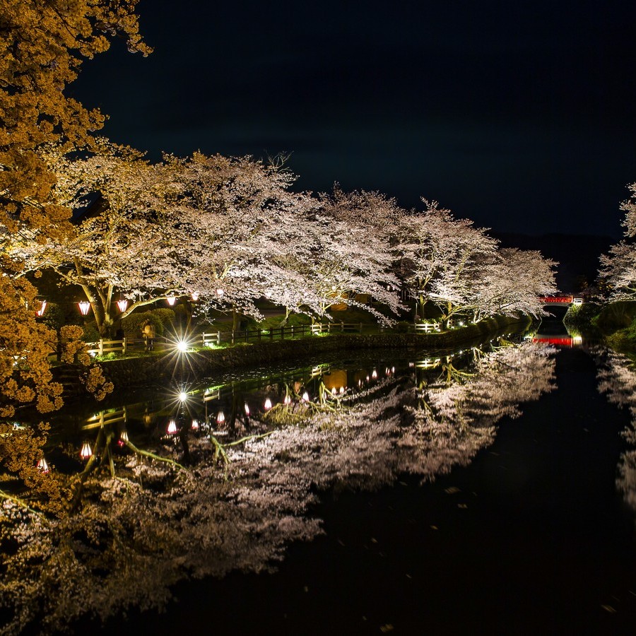 【鹿野城の夜桜】水面に映り込む桜が絶景。お車で約45分