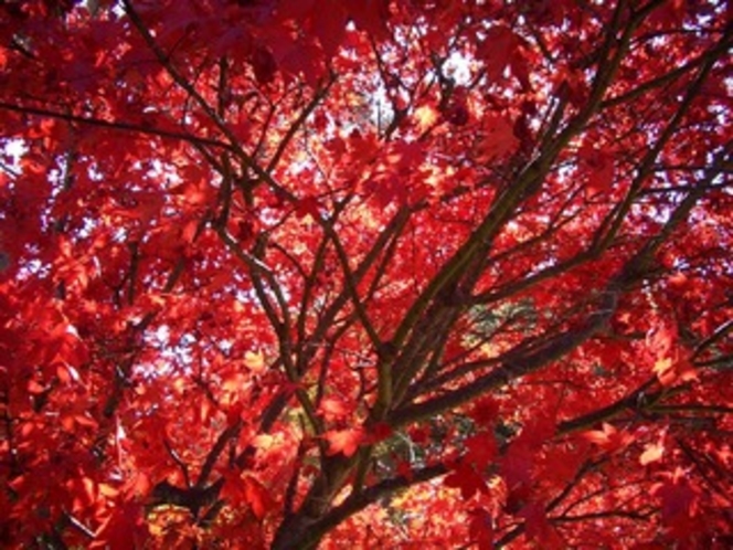 秋の日に、ふと見上げる紅葉はなんて美しいのだろう。その場に寝転んで見上げていたら顔に、体に舞い降りて