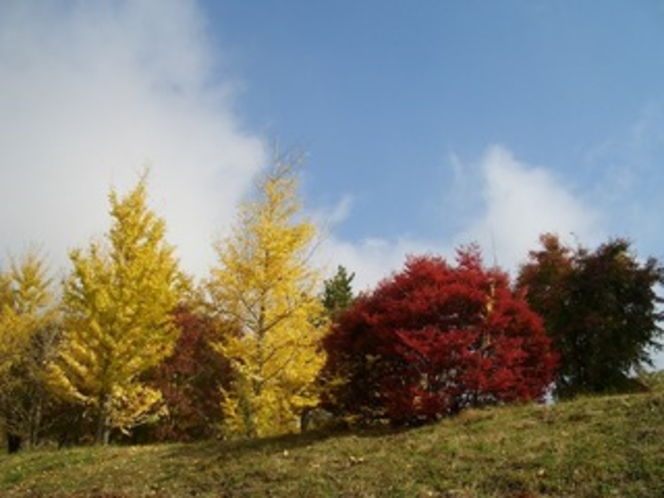 赤黄の木　かわいいです。10月ですね。私たちのビレッジの入口の丘です。眺めていると、ここはどこなのか