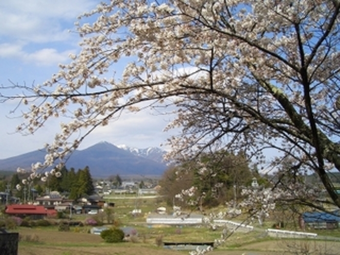 アルプスと枝垂れ桜　4月半ばから5月半ばまでゆっくり楽しめます。