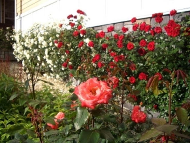庭のバラはすべて英国国立バラ園のピーターヴィールスのバラです。