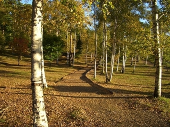 秋の日。八ヶ岳テラスの裏の白樺林は風情あるお散歩にぴったりです。なんてロマンチック。