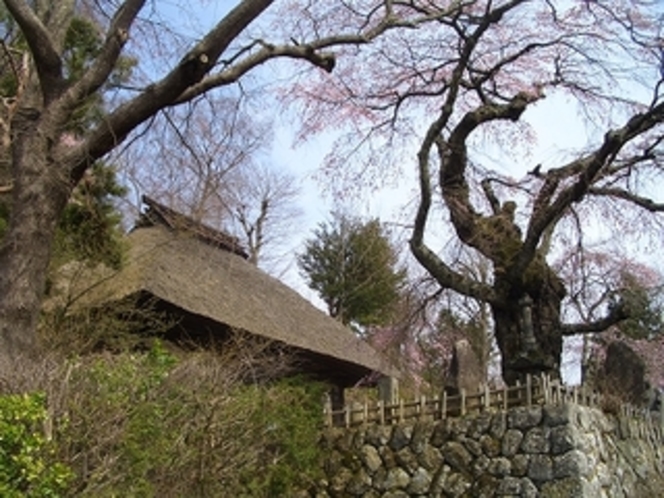 高森御堂と枝垂れ桜　近くの里にあります。春はほんとに渋い桜の多いところです。