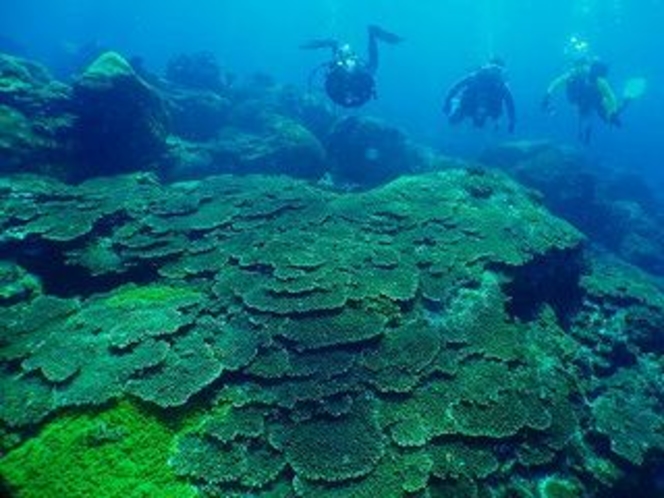 富賀浜のサンゴ
