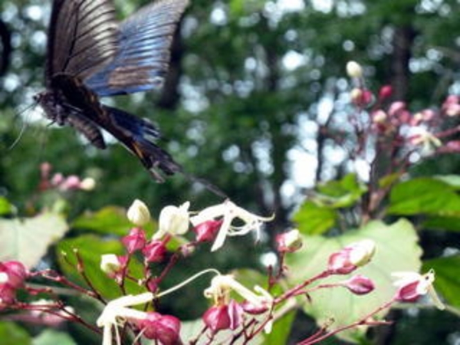 2011年華と蝶