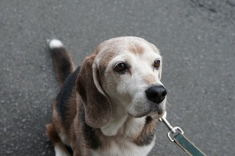 看板犬・ドンちゃん♪