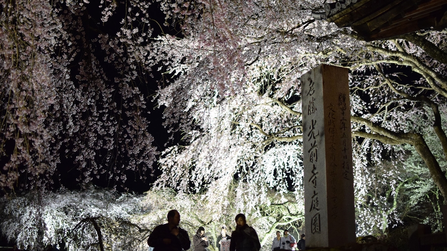 光前寺の夜桜