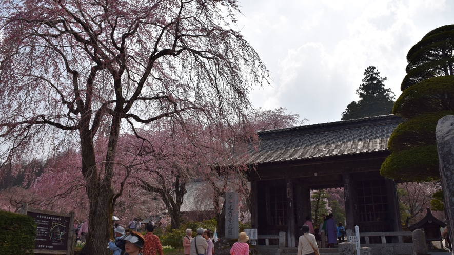 光前寺の桜