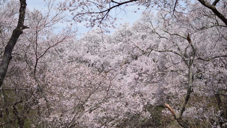 桜の名所。高遠城址公園
