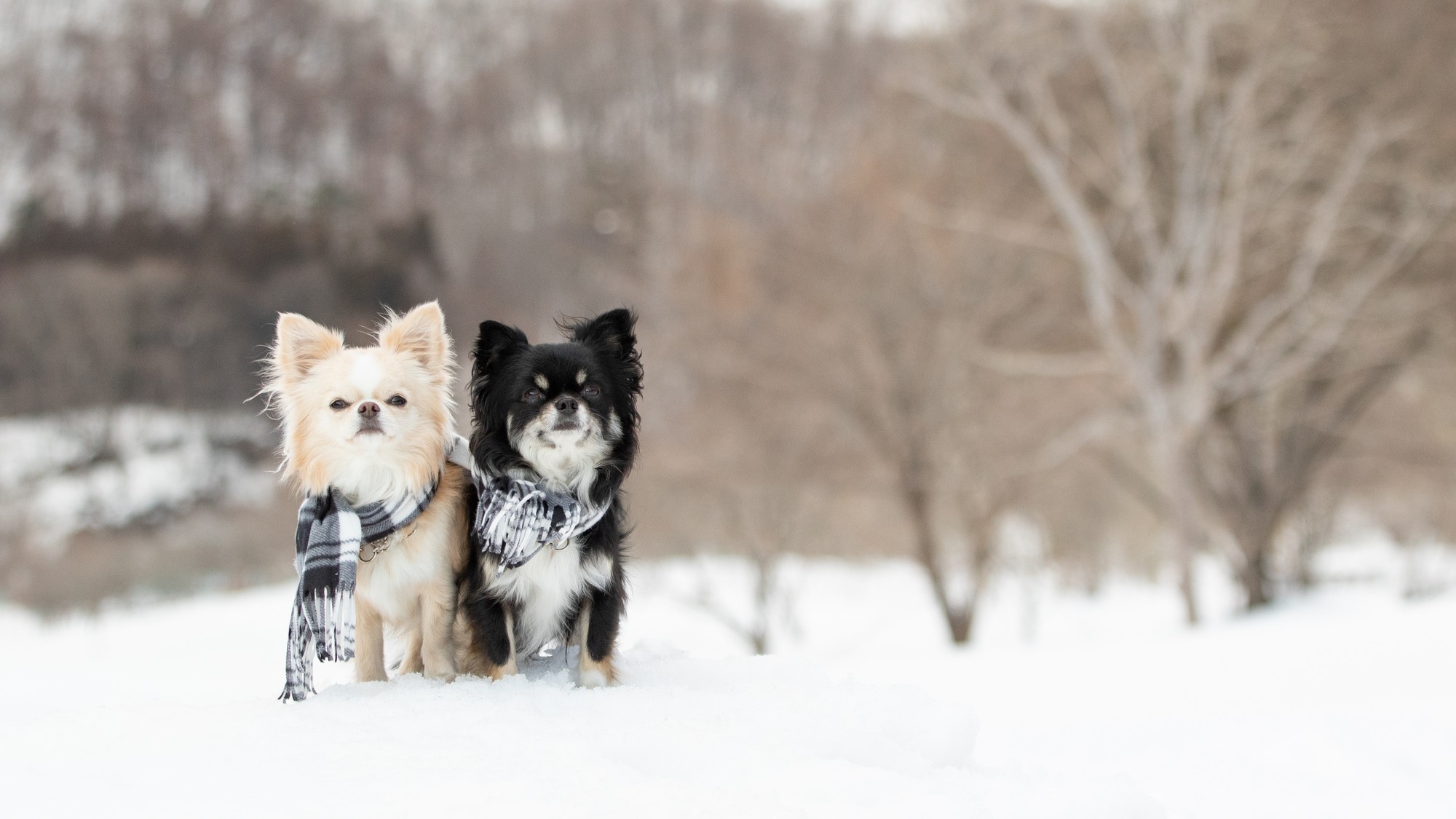 【12月〜3月限定】愛犬と楽しむ車山高原の冬旅★ドッグラン付（1泊2食）