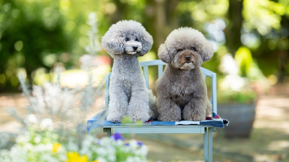 【2026年4月OPEN】愛犬と泊まれる高原リゾート★ドッグラン付（1泊2食）