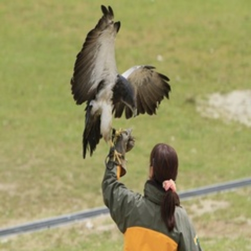 那須動物王国　～バードショー～　大人から子供迄楽しめます♪