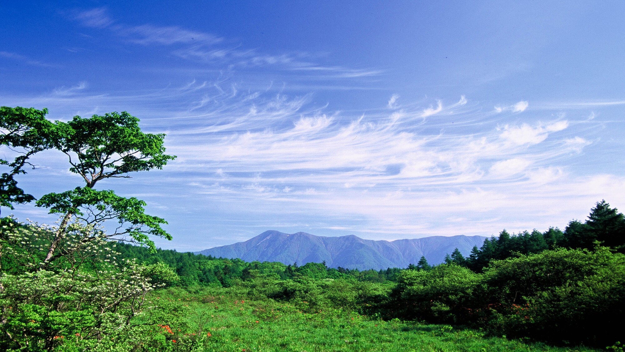 避暑地「那須」リゾートで夏を過ごしませんか？