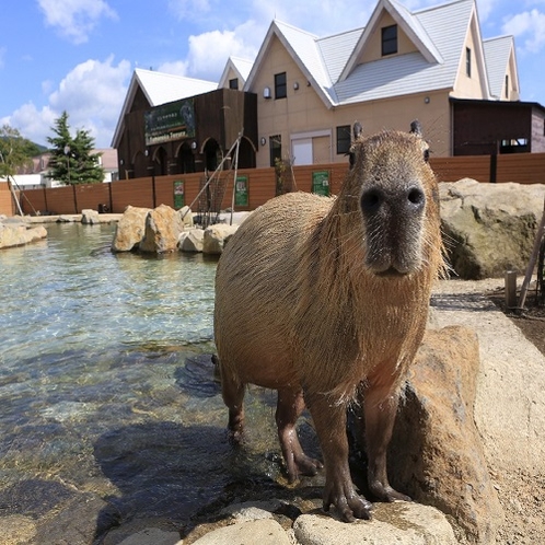 那須動物王国（カピバラ）